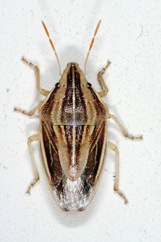 Pentatomidae: Aelia cf germari e A.acuminata a confronto